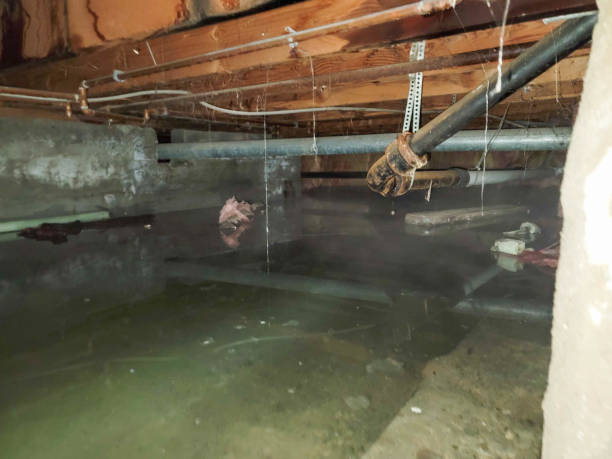 Best Water damage cleanup near me  in Hopwood, PA